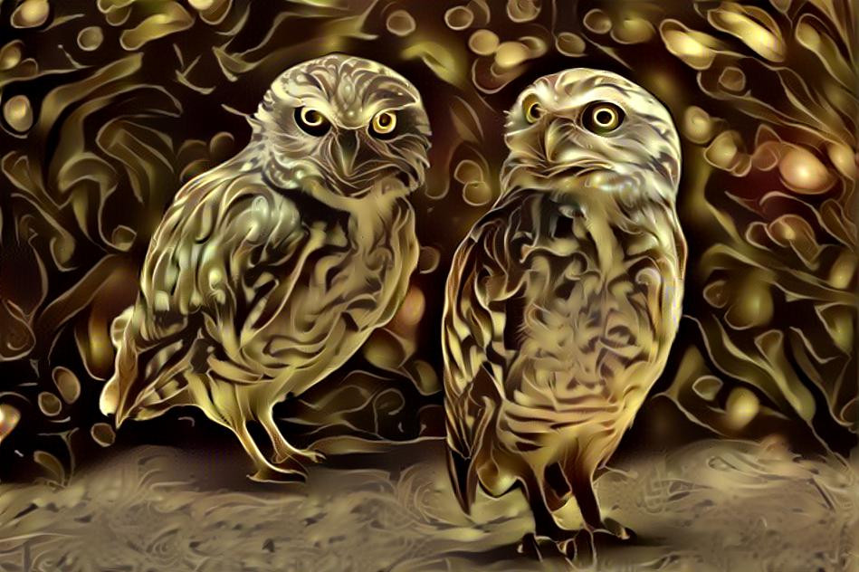 Owls