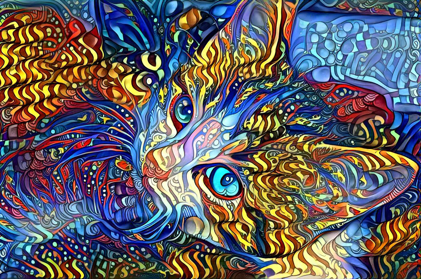 Colorful  Kitten