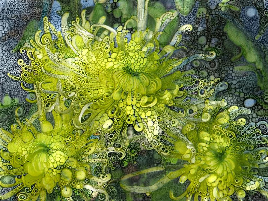 Mum turns into Sea Anemone - photo Deb Berk