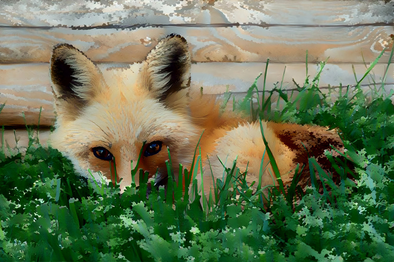 Peeking Fox