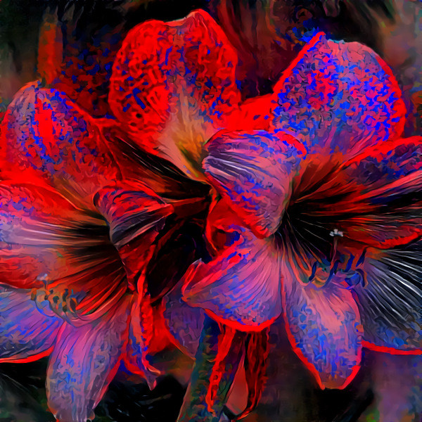 Neon Amaryllis