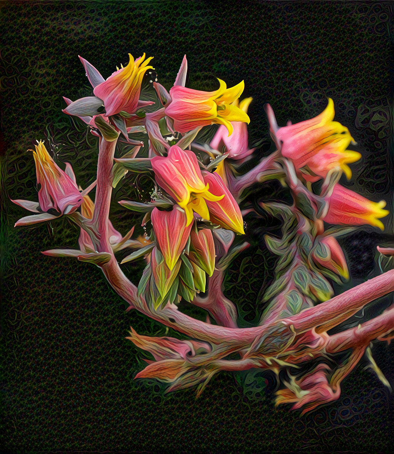 Cactus Flowers