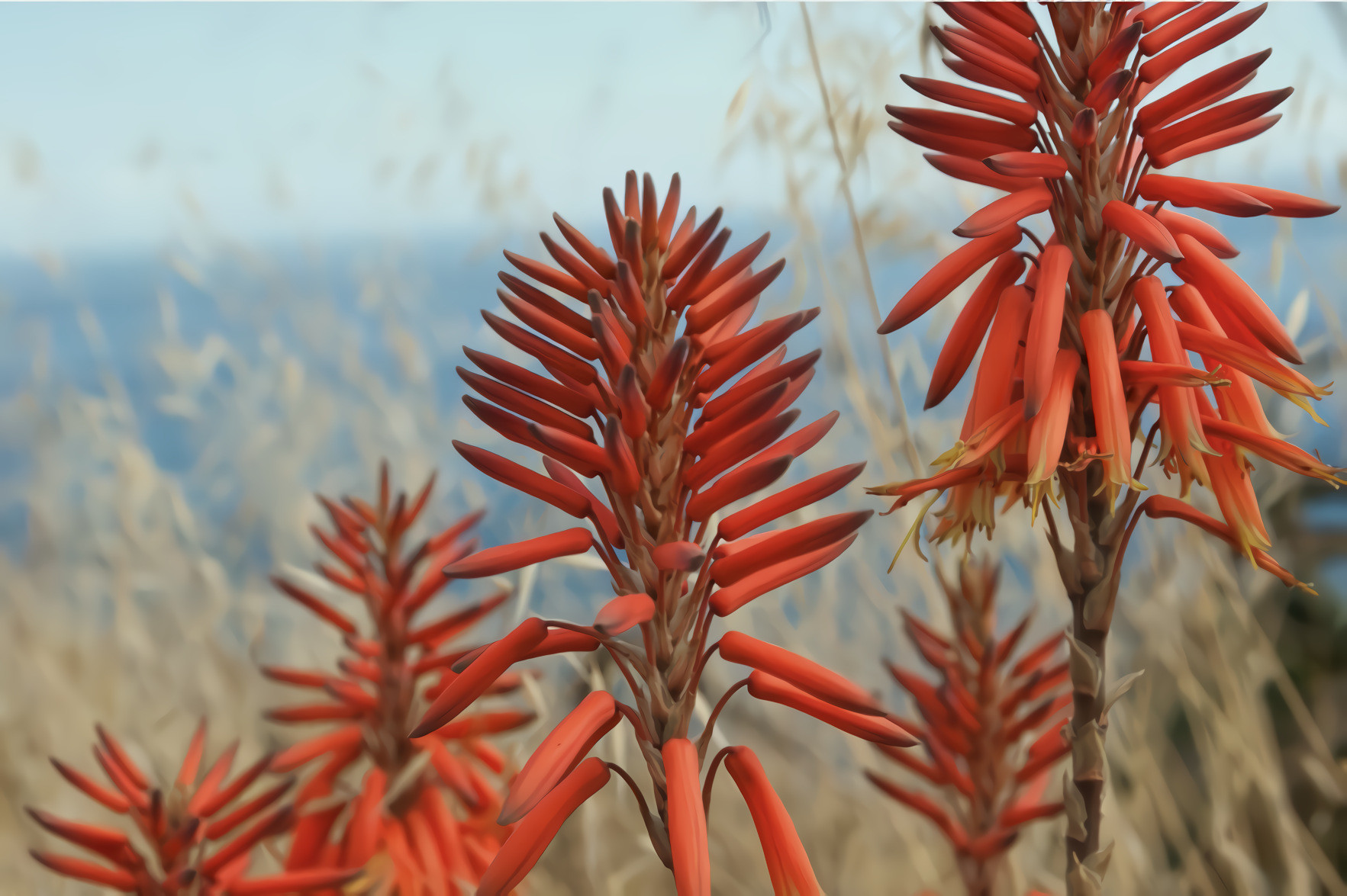 Aloe Flowers