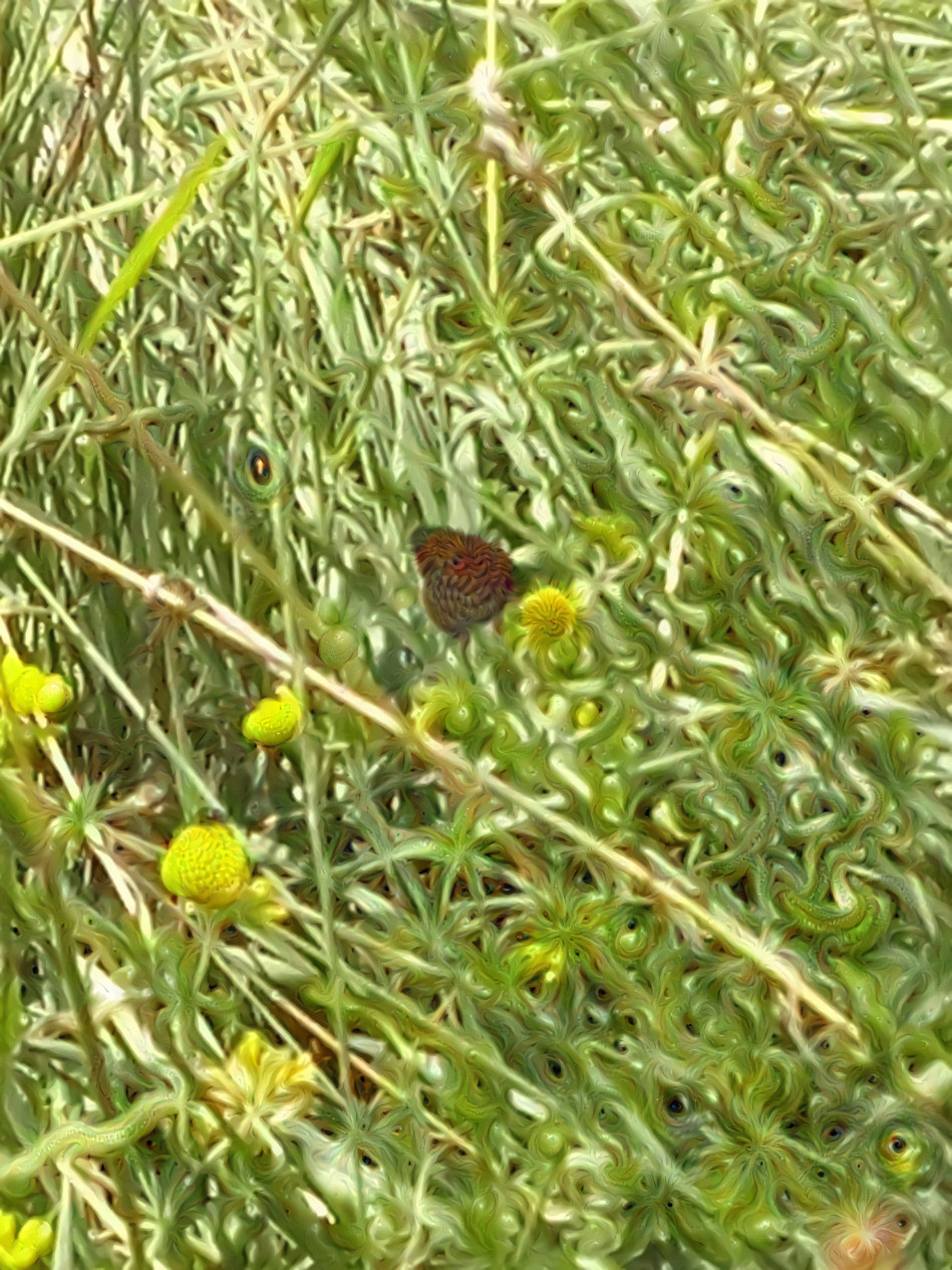 Not a high quality picture of a butterfly, but still I spent like half an hour on trying to capture it up-close :P