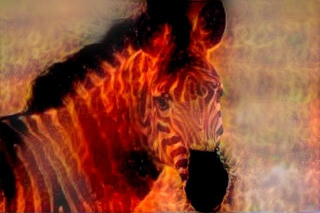 Fire Zebra