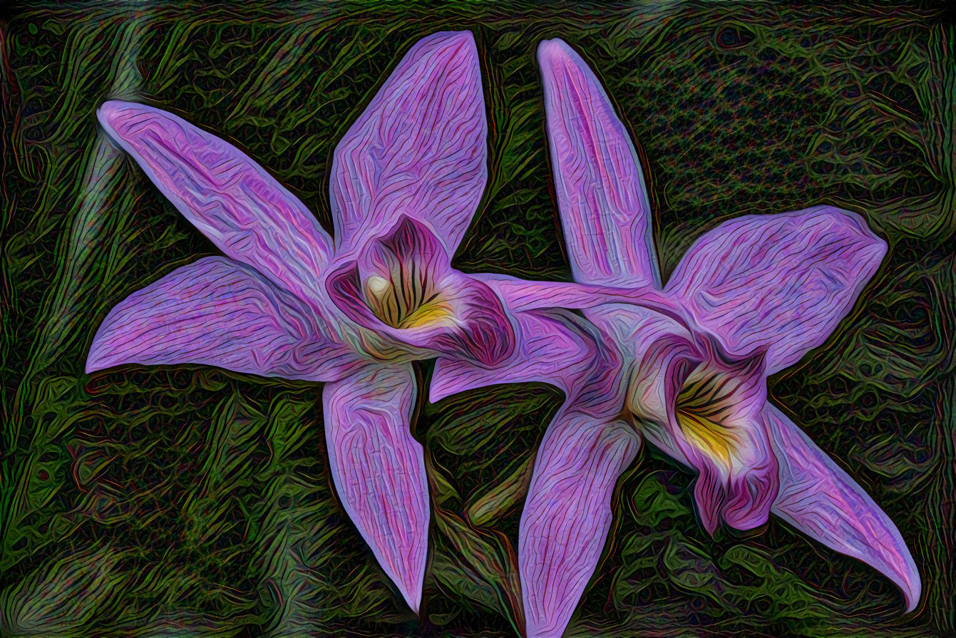 Purple Orchids