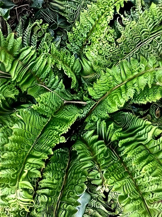 Fern in my garden