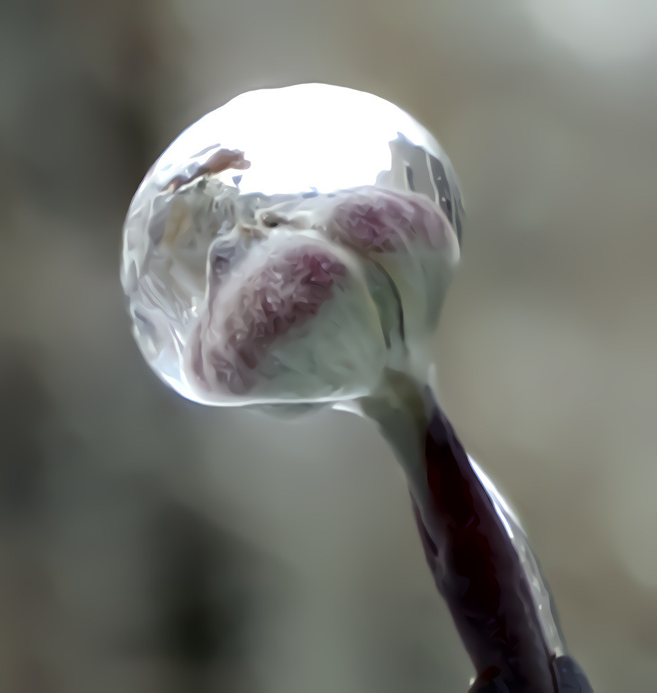 Dogwood bud in ice