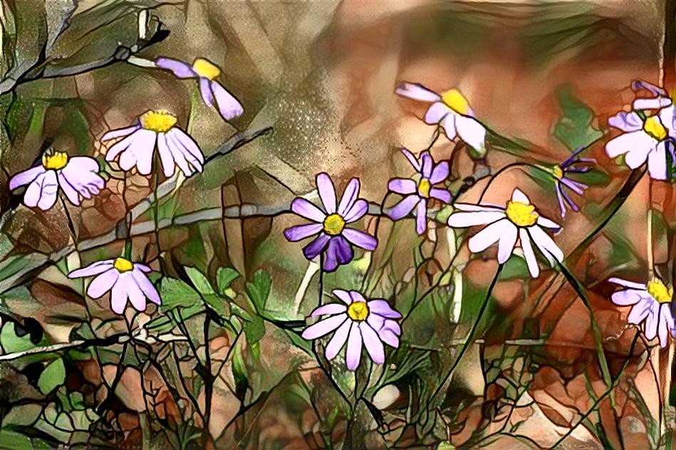 Purple Daisies