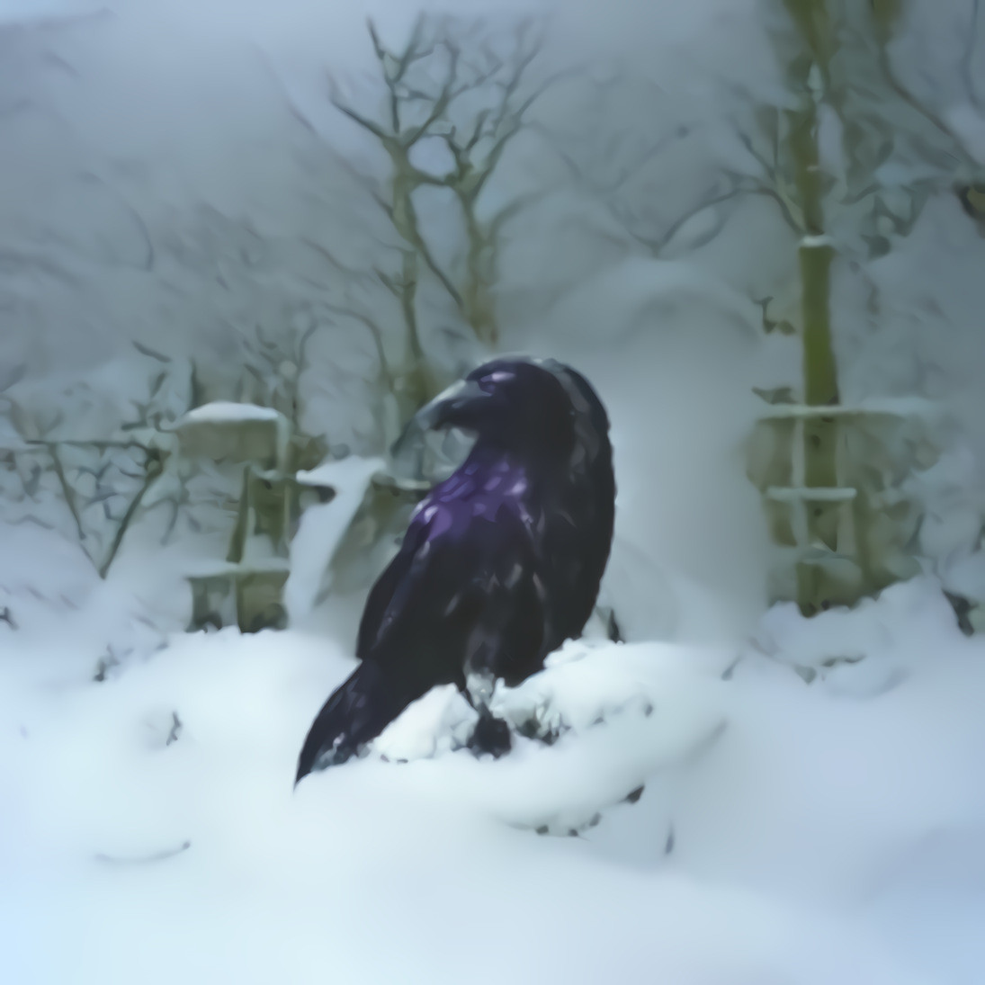 Raven in the Snow