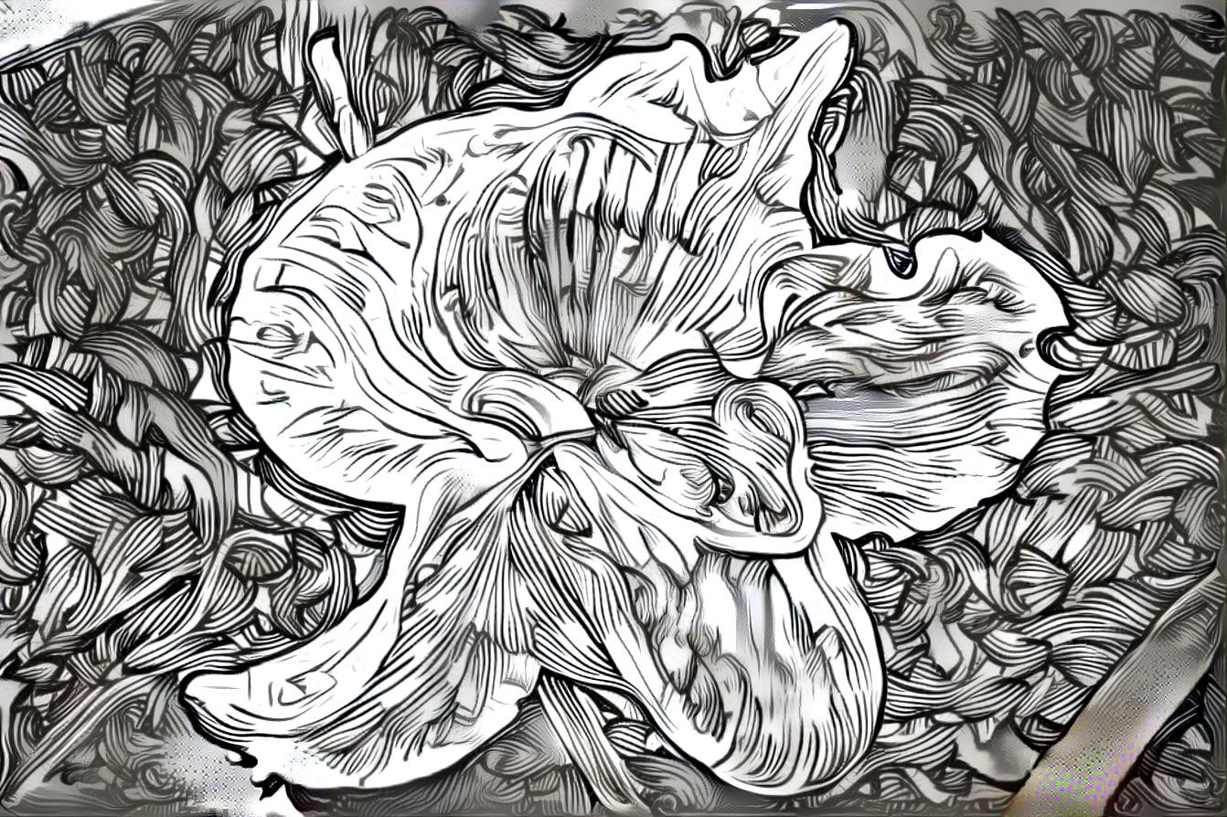 B&W Orchid 