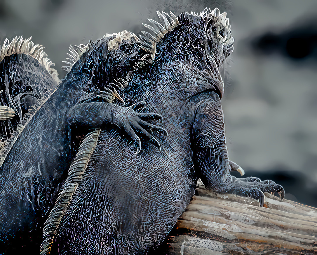 “Hey, cheer up. We’re all in this together!”  Galapagos Islands, Ecuador.  Original photo by Alan Alquist on Unsplash.