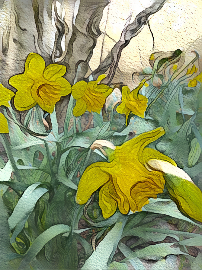 Daffodils 