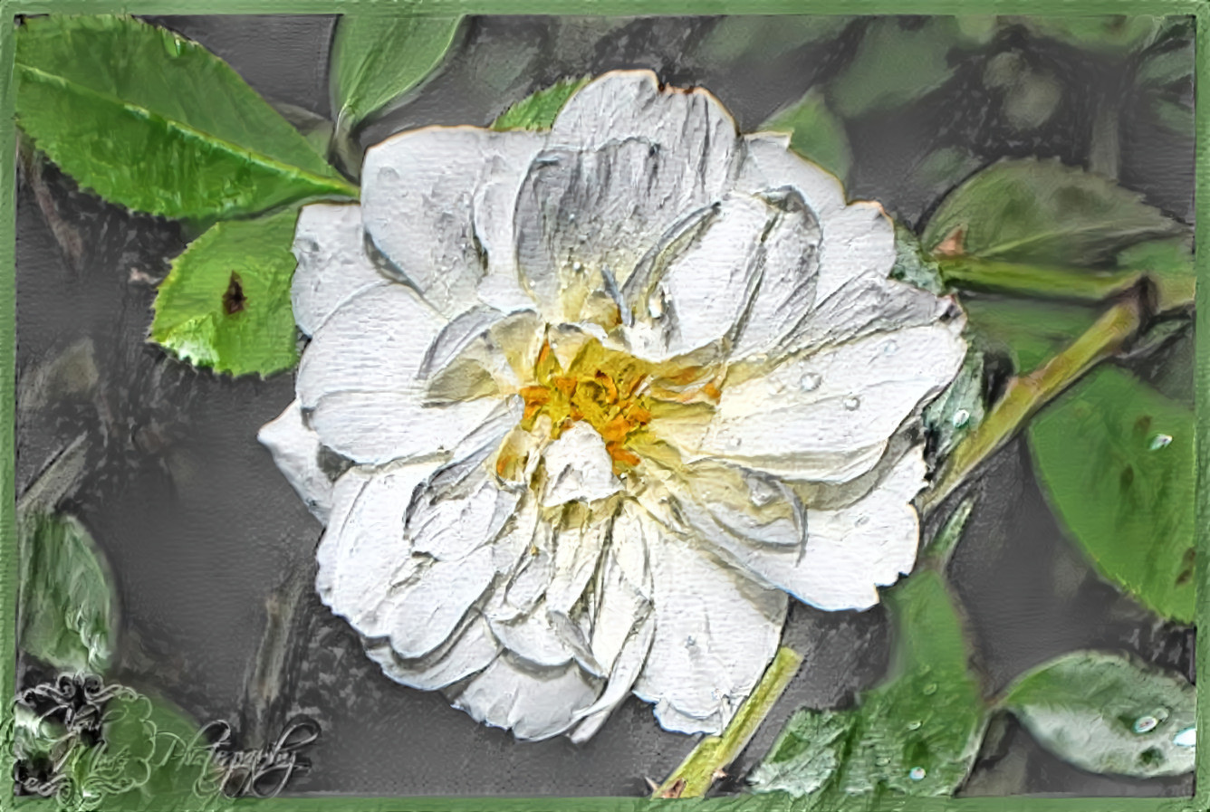 White Rose 