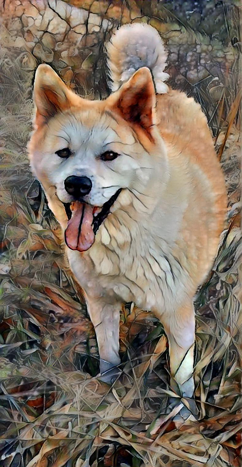 Akita Inu