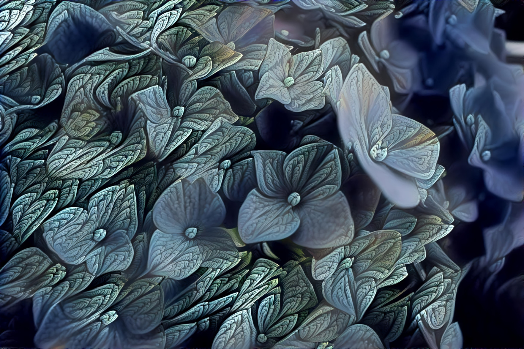 Hydrangeas