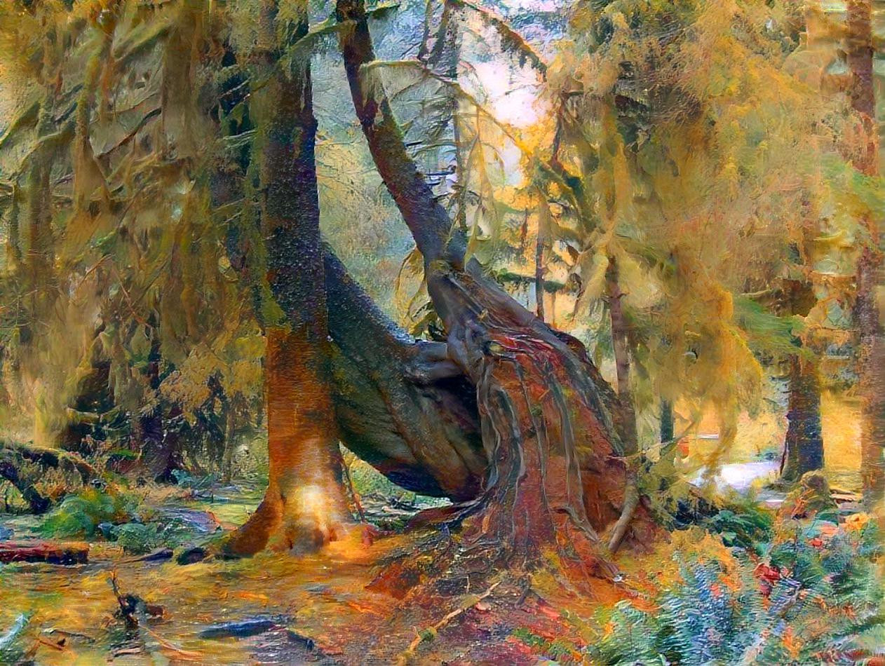 Hoh_rain_forest_trees