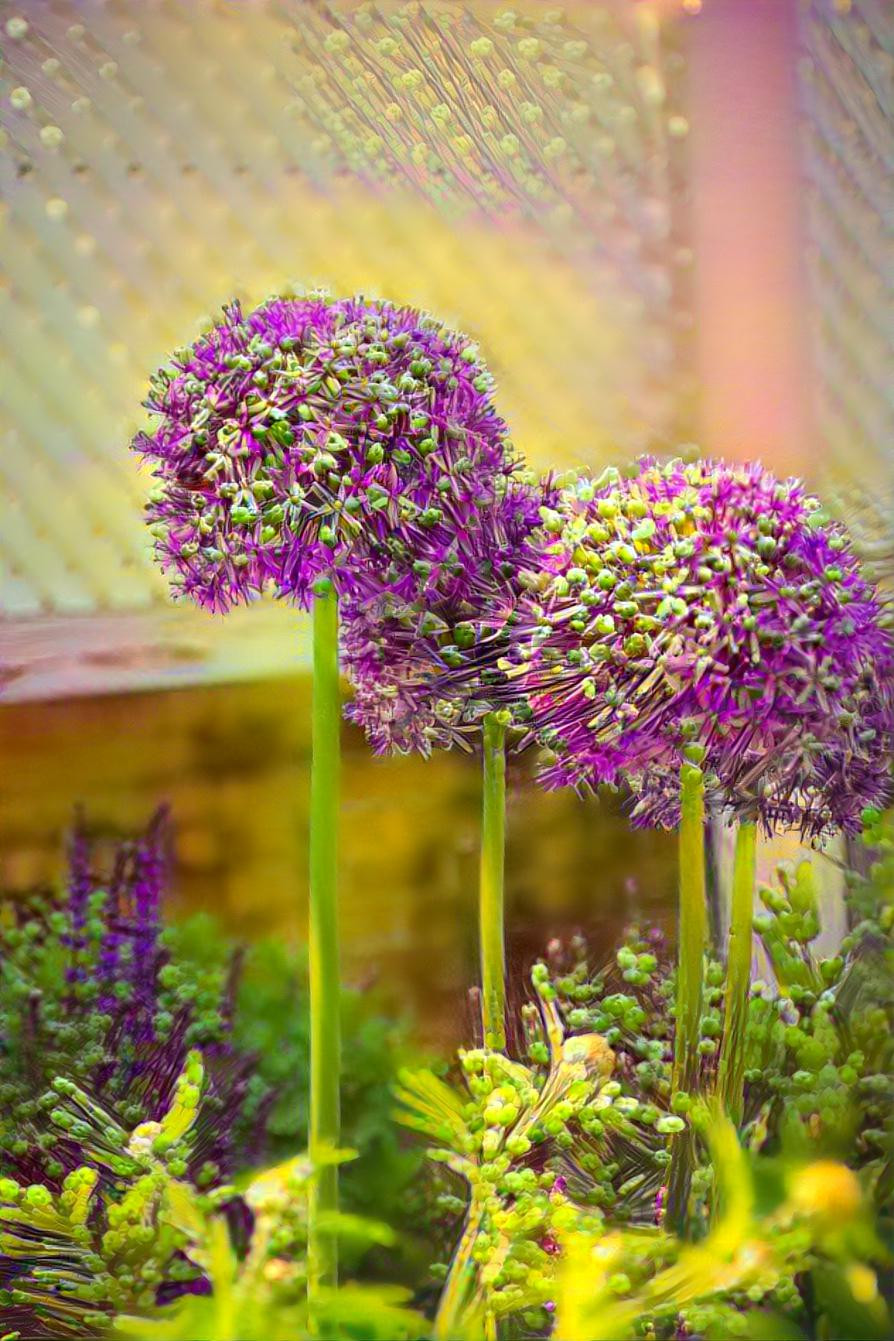 Alliums 