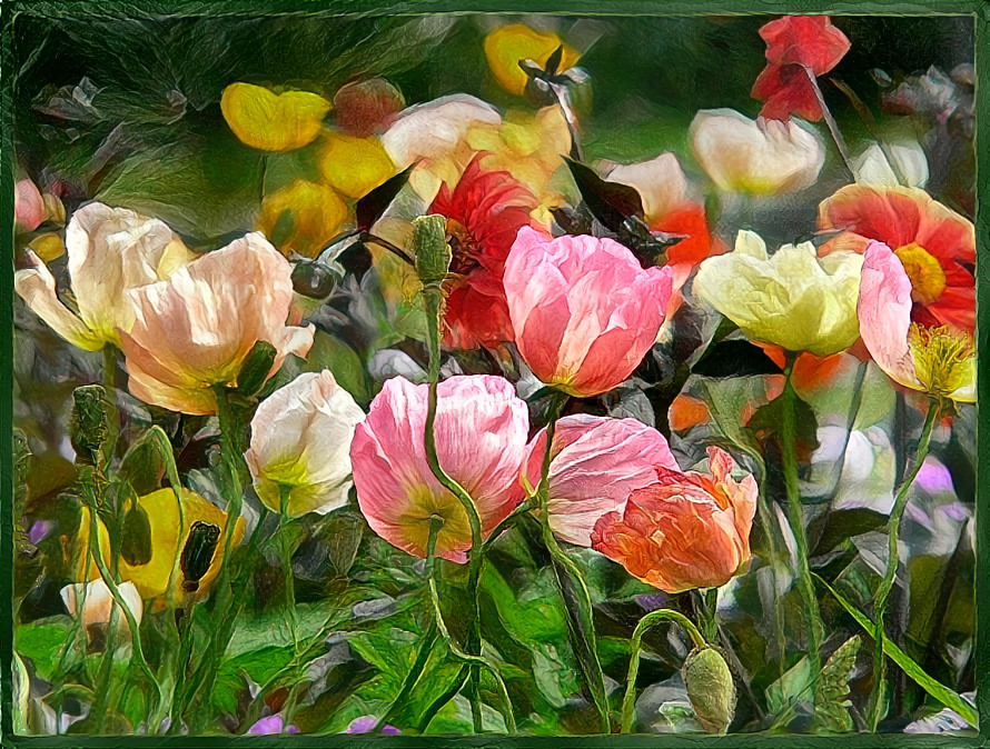 Colorful poppies in the wind. 