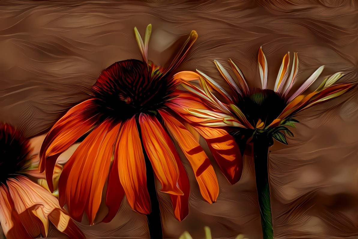 Echinacea