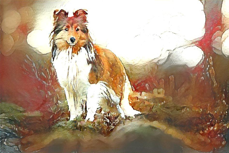 Shetland Sheepdog