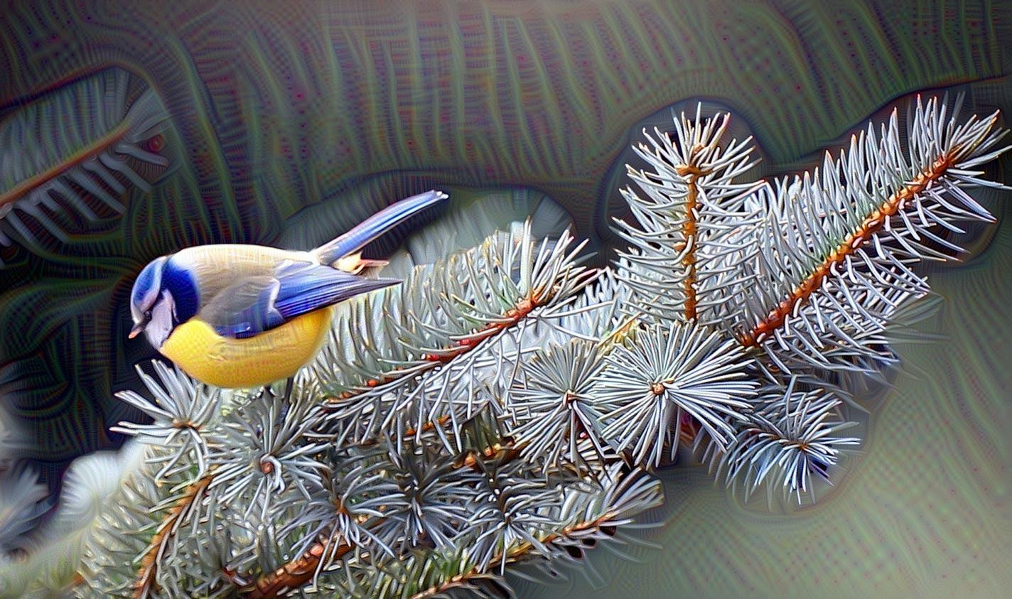 Blue Tit on a Branch