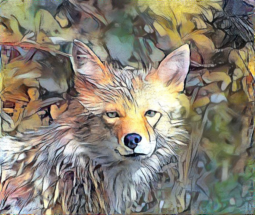 Coyote - photoart