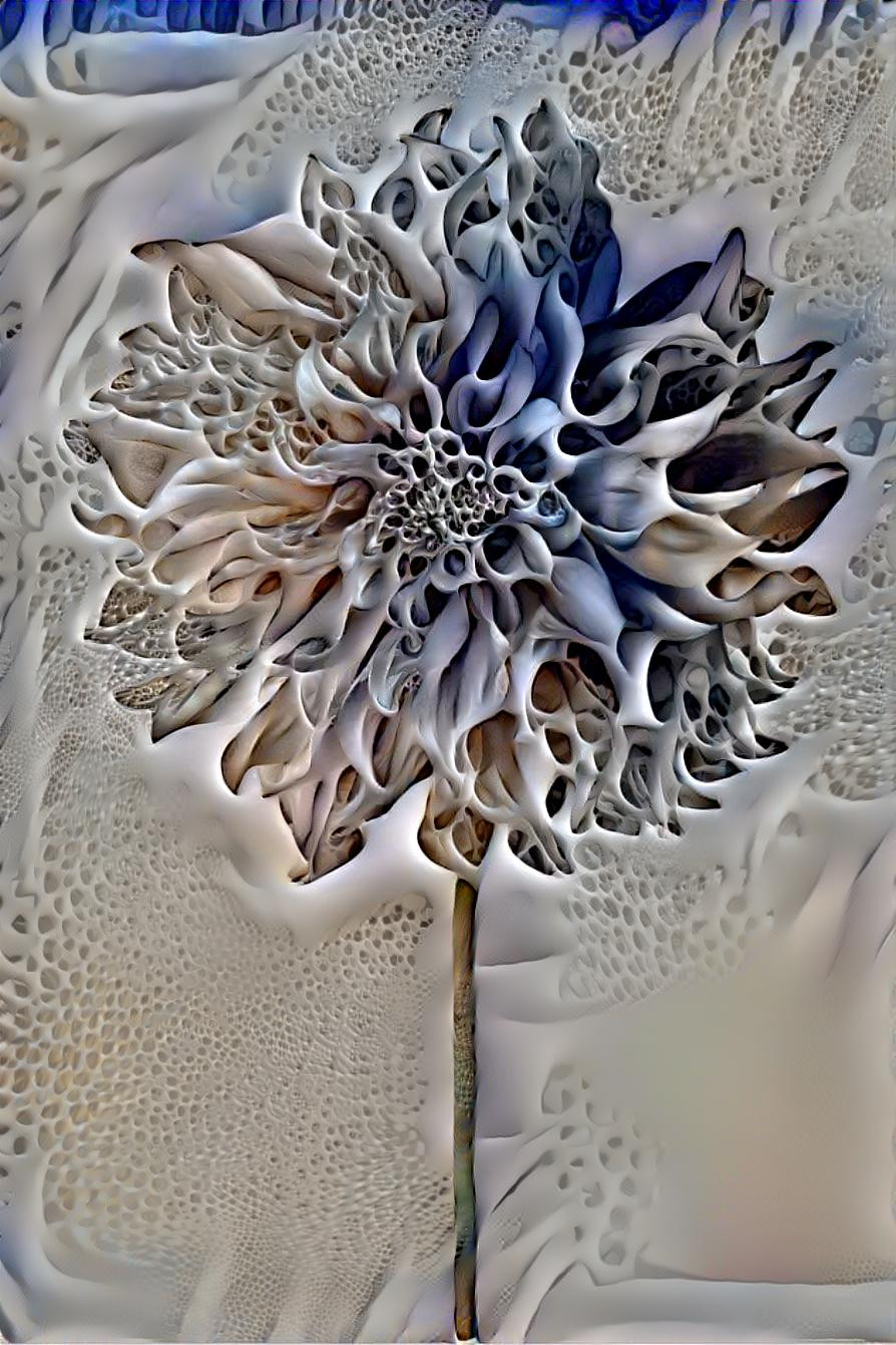 Dahlia Dream