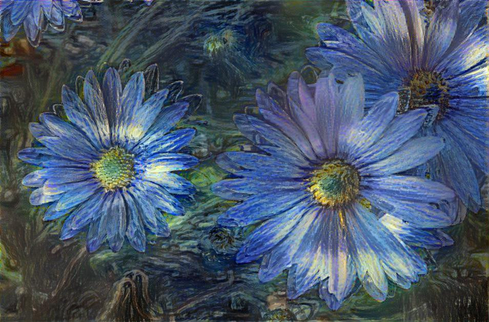 Osteospermum ala Van Gough