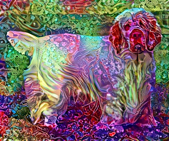 Clumber spaniel