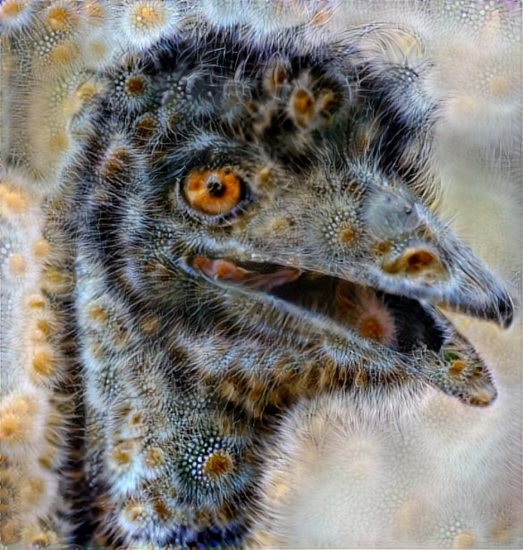 ostrich