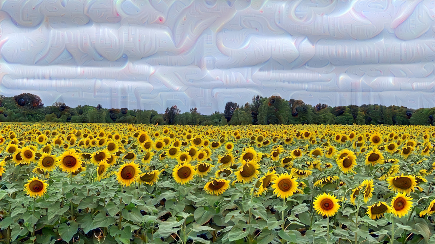 Sunflowers 