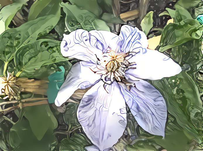 Clematis #3.