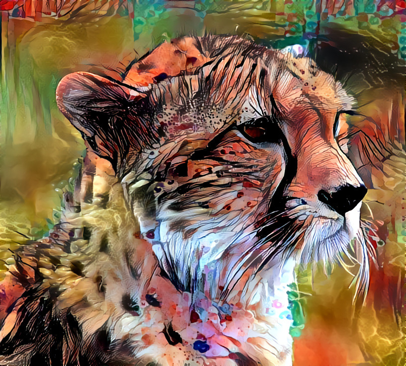 Cheetah 1