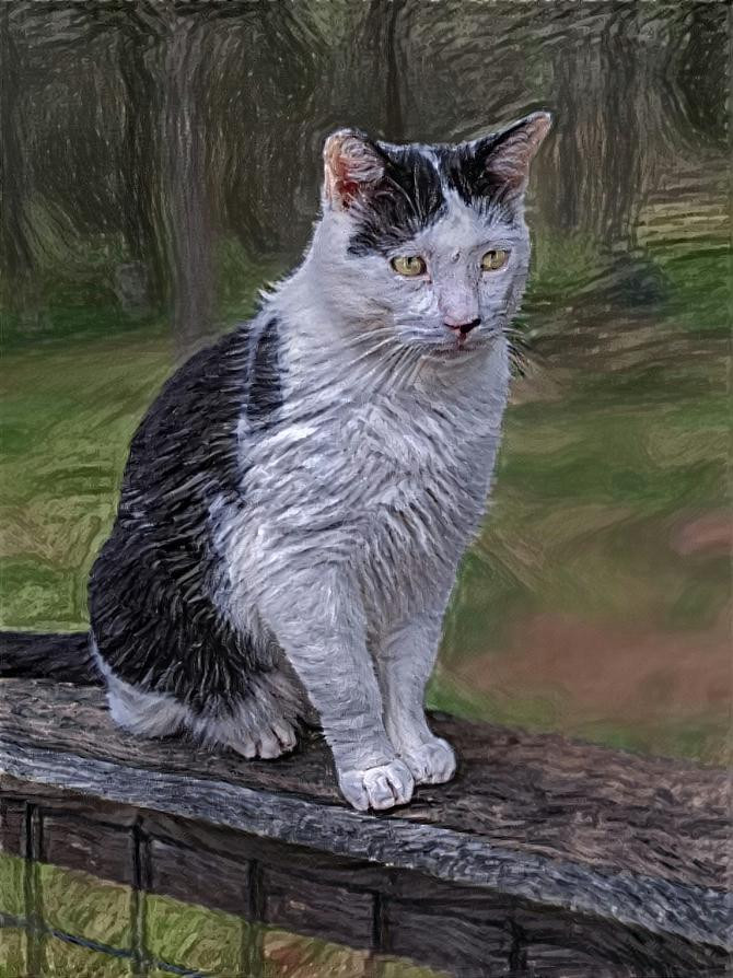 Black and White Cat on Porch Rail