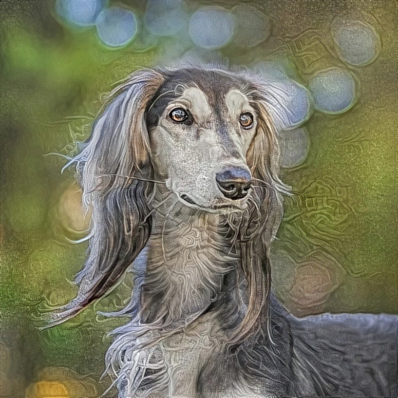 Saluki, the Desert Hound