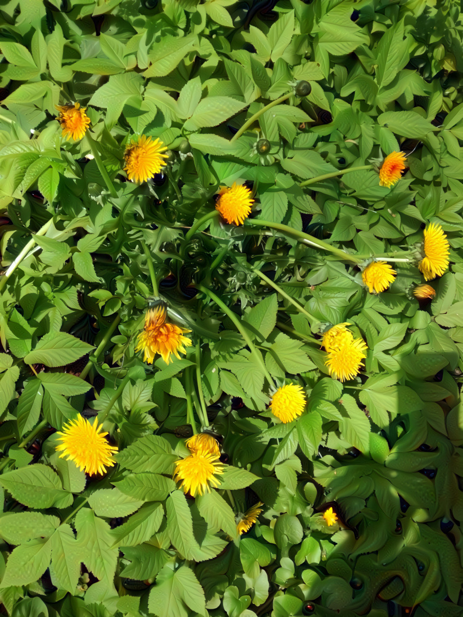 06 May 2021 - Dandelions