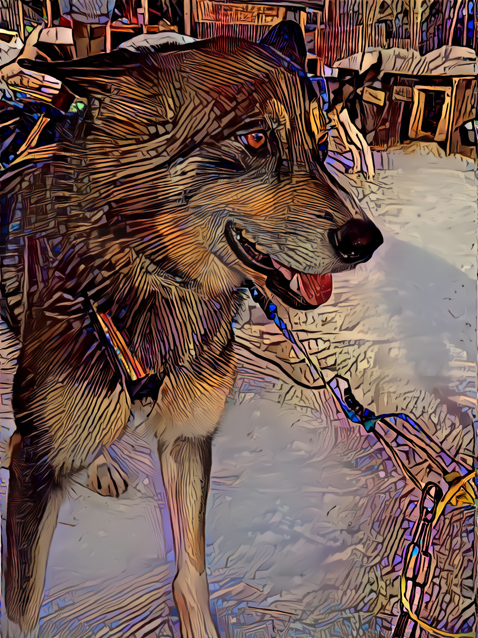 Husky sledding 1 abstract-3268391_1920