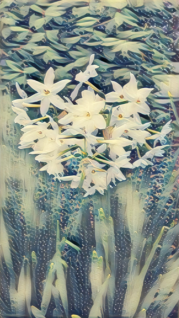 Grandmothers  Paperwhite Narcissus