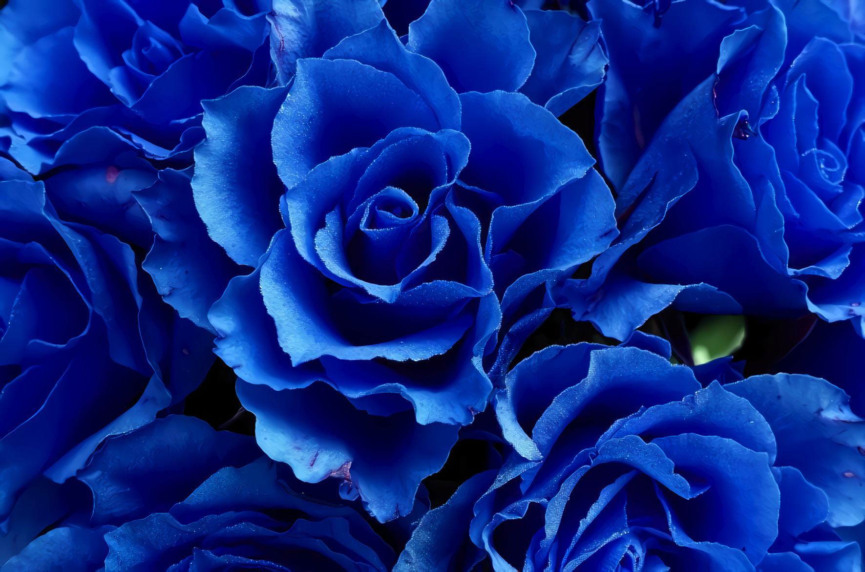 Blue Roses