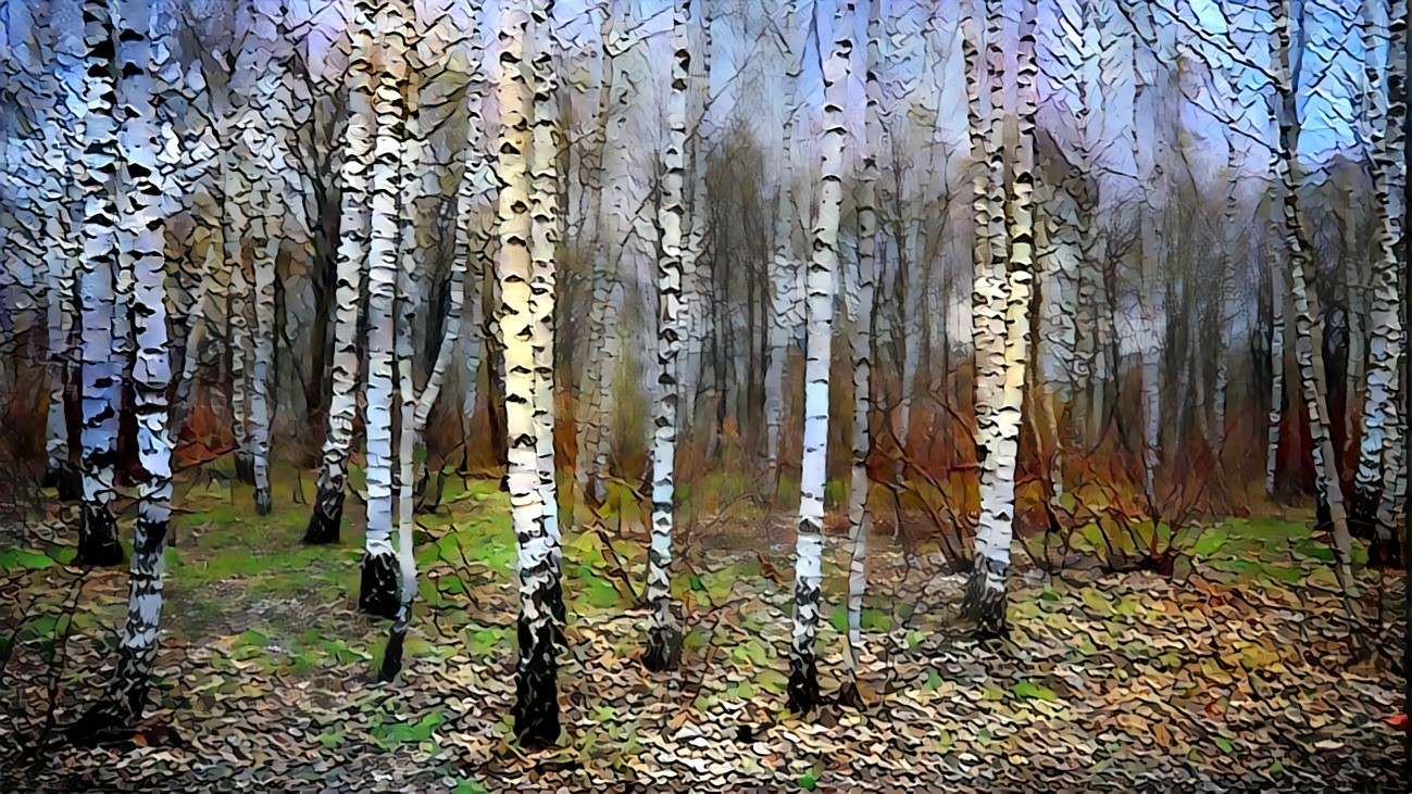 October Birch Grove