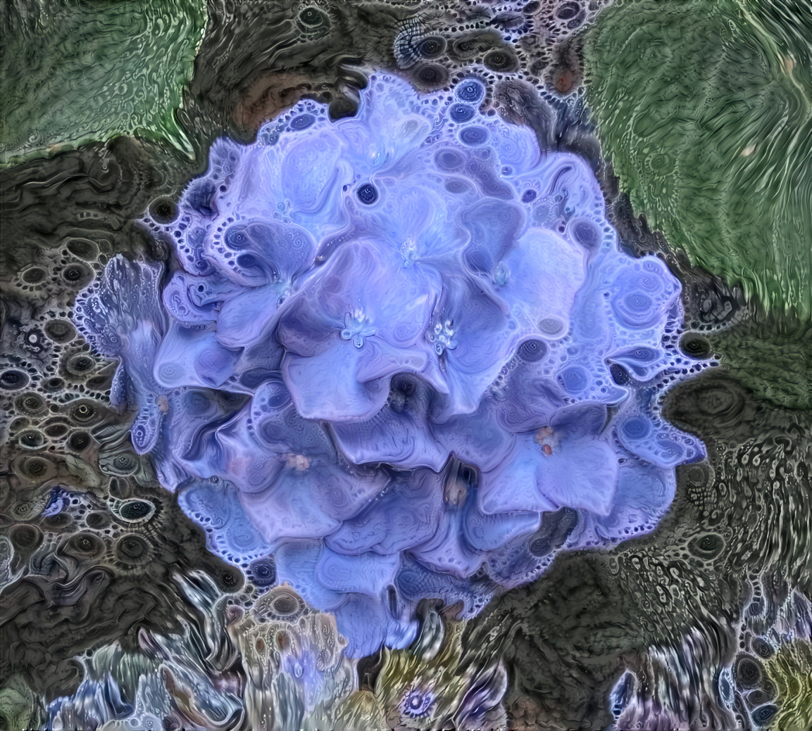 hydrangea 