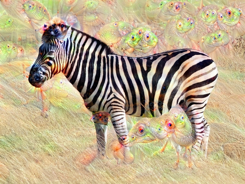 Zebra2