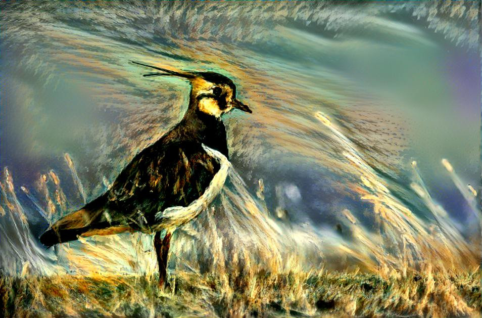 northern lapwing