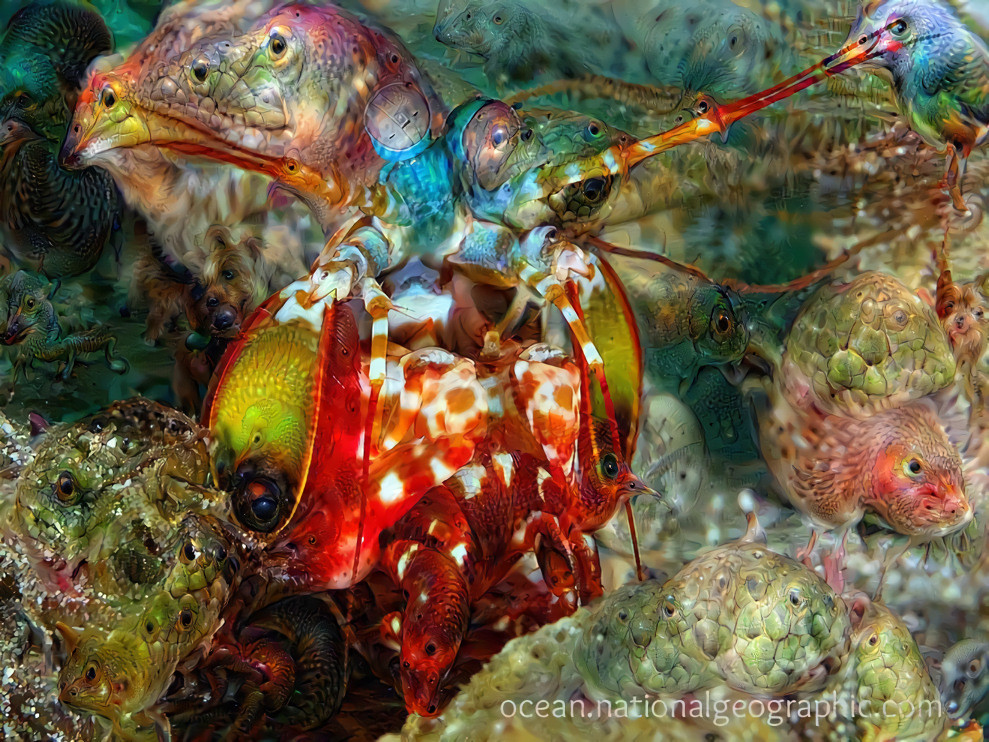 Mutant mantis shrimp (image from National Geographic)