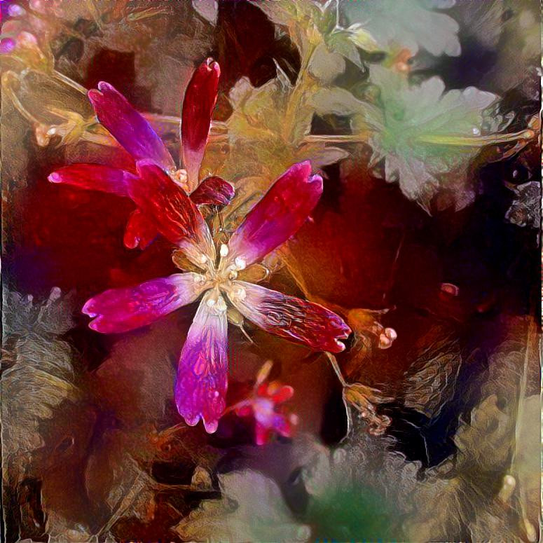 Geranium 