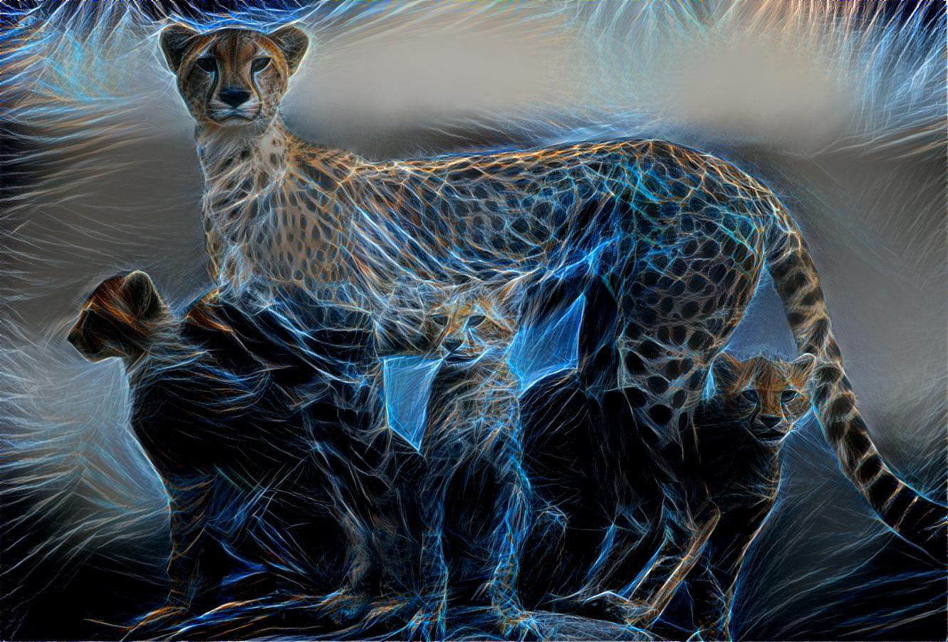 cheetah