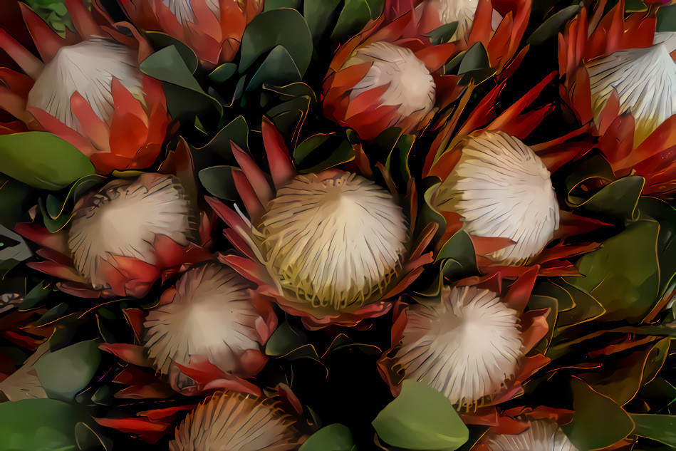 Protea