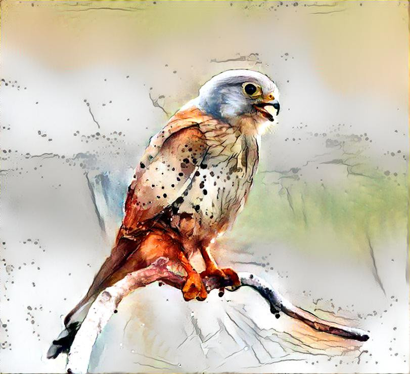 Kestrel