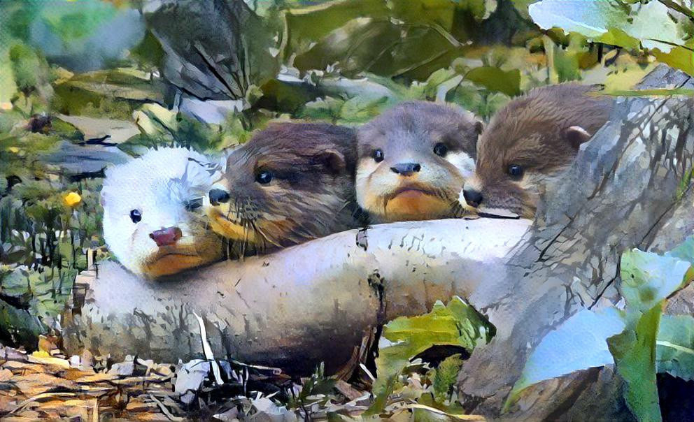 Baby Otters